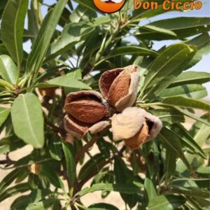 Mandorle crude o tostate - 1kg