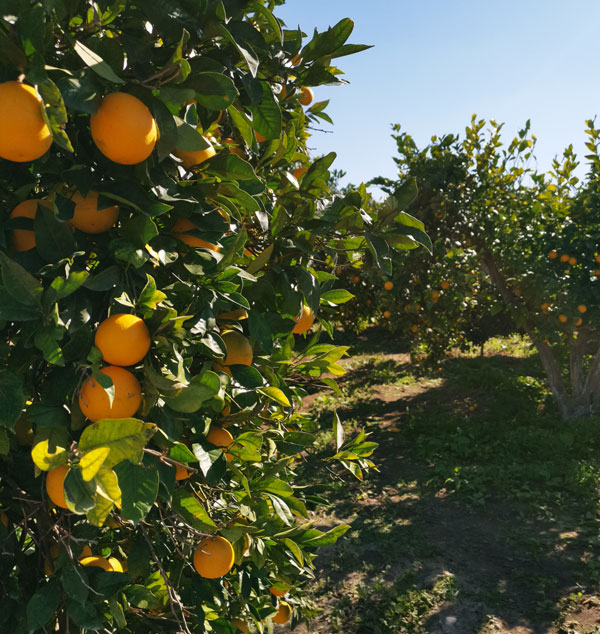 Albero di Arance di Sicilia